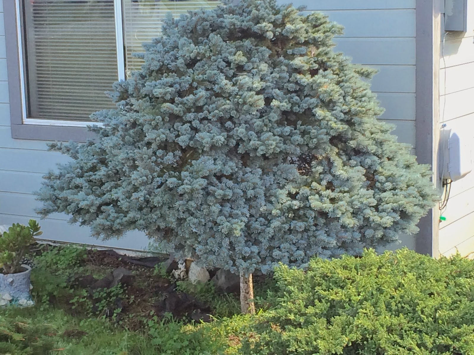 Picea sitchensis Papoose